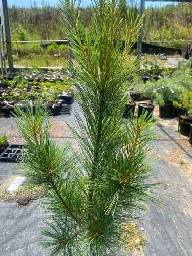 Pinus strobus 'Fastiagata' - mapleridgenursery